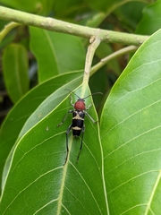 Xylotrechus rufilius