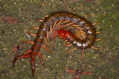 Scolopendra multidens