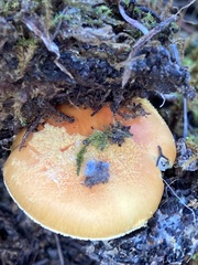 Amanita xanthocephala
