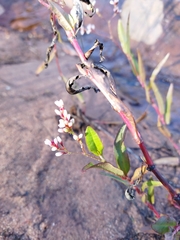 Persicaria meisneriana