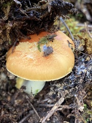 Amanita xanthocephala