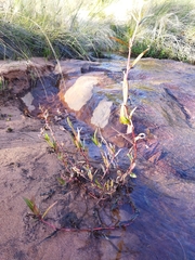 Persicaria meisneriana