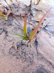 Persicaria meisneriana
