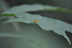 Choreutis amethystodes