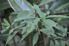 Choreutis amethystodes