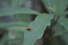 Choreutis amethystodes