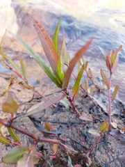 Persicaria meisneriana