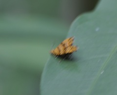 Choreutis amethystodes