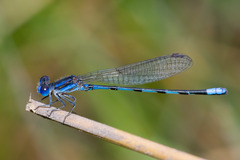 Argia leonorae