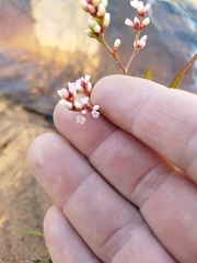 Persicaria meisneriana
