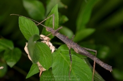 Neohirasea hongkongensis