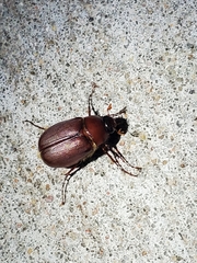 Phyllophaga crassissima