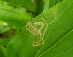 Phytomyza penstemonis