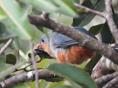 Zanclostomus javanicus