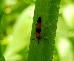 Languria trifasciata