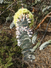 Eucalyptus kruseana