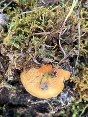 Amanita xanthocephala