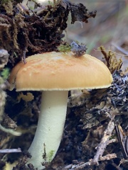Amanita xanthocephala
