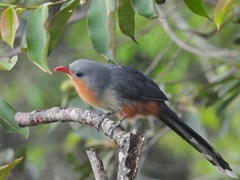 Zanclostomus javanicus