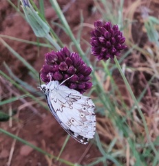 Melanargia occitanica