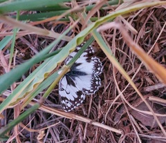 Melanargia occitanica