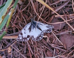 Melanargia occitanica
