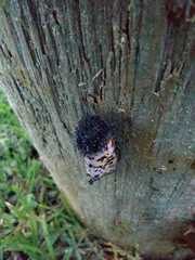 Xanthopastis moctezuma