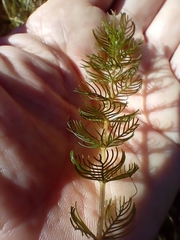 Myriophyllum triphyllum