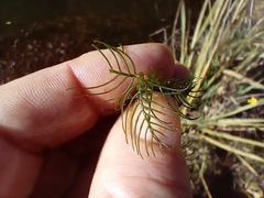 Myriophyllum triphyllum