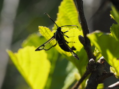 Synanthedon spheciformis