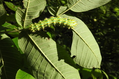 Saturnia pyretorum