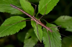 Neohirasea hongkongensis