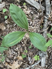 Veratrum parviflorum