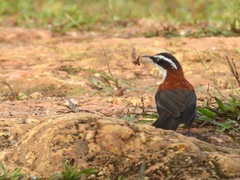 Pomatorhinus bornensis