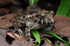 Limnonectes malesianus