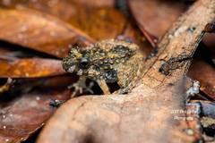 Limnonectes malesianus