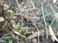 Agrionoptera insignis