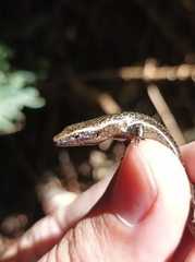 Caledoniscincus atropunctatus