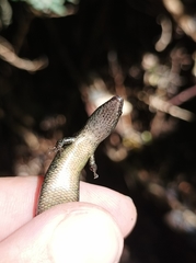 Caledoniscincus atropunctatus