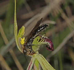 Caladenia dilatata