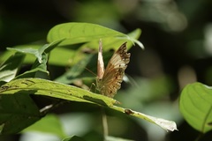 Cupha arias