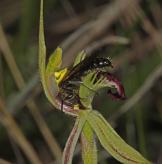 Caladenia dilatata