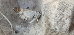 Xanthorhoe spadicearia