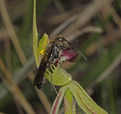 Caladenia dilatata