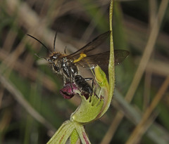 Caladenia dilatata