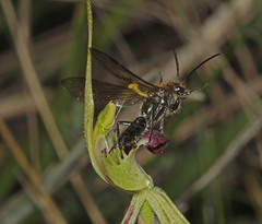 Caladenia dilatata