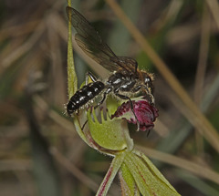 Caladenia dilatata