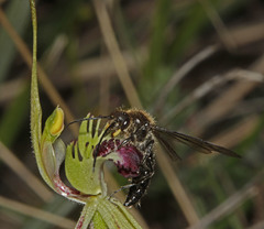 Caladenia dilatata