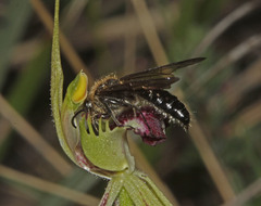 Caladenia dilatata