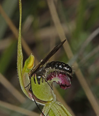 Caladenia dilatata
